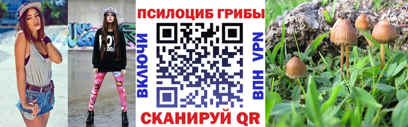 Купить закладки  Отрадное  Псилоцибиновые грибы Psilocybine cubensis 